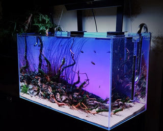 Custom, LED and Acrylic aquarium fish tank cleaning Aquariums