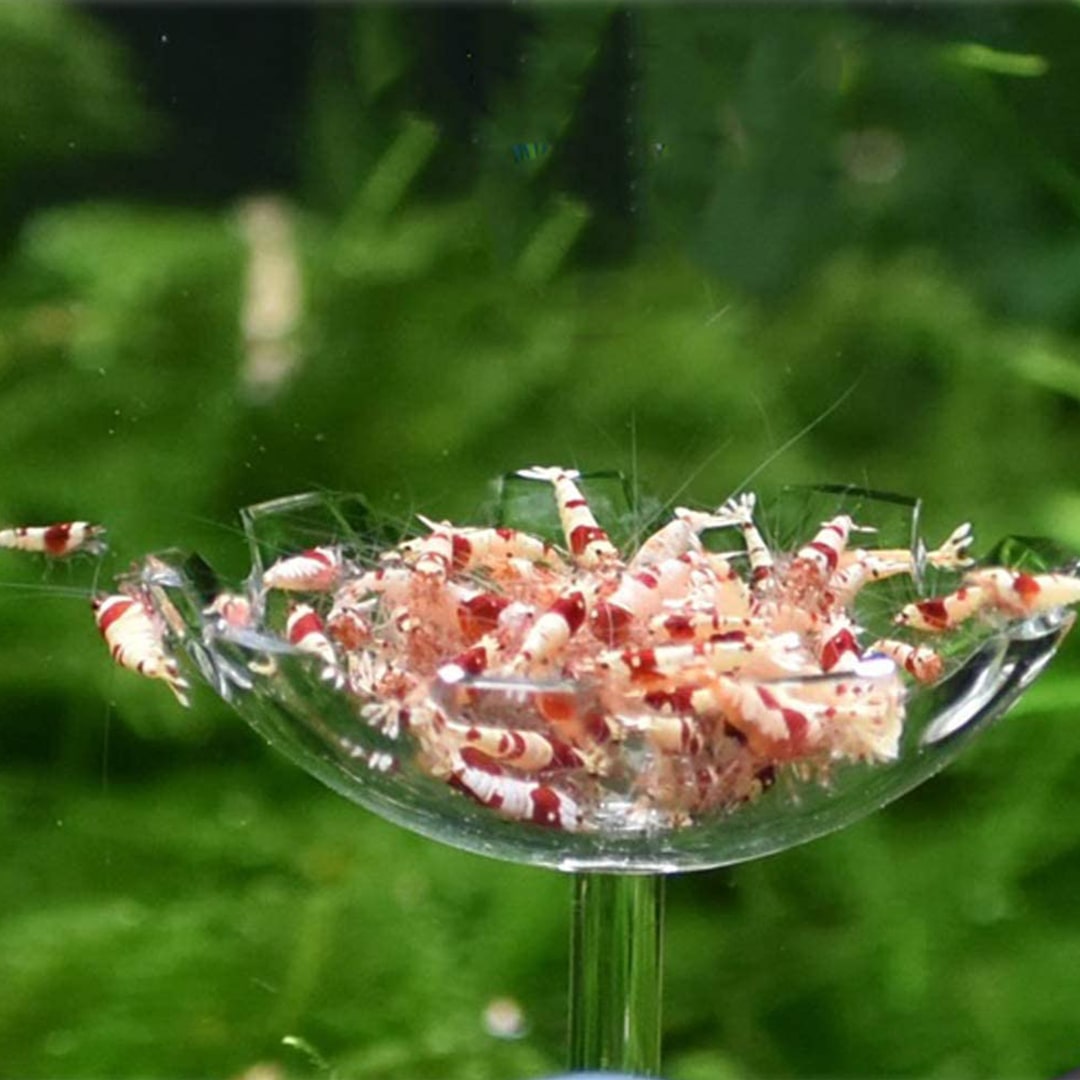 Glass Suction Fish Feeding Tray